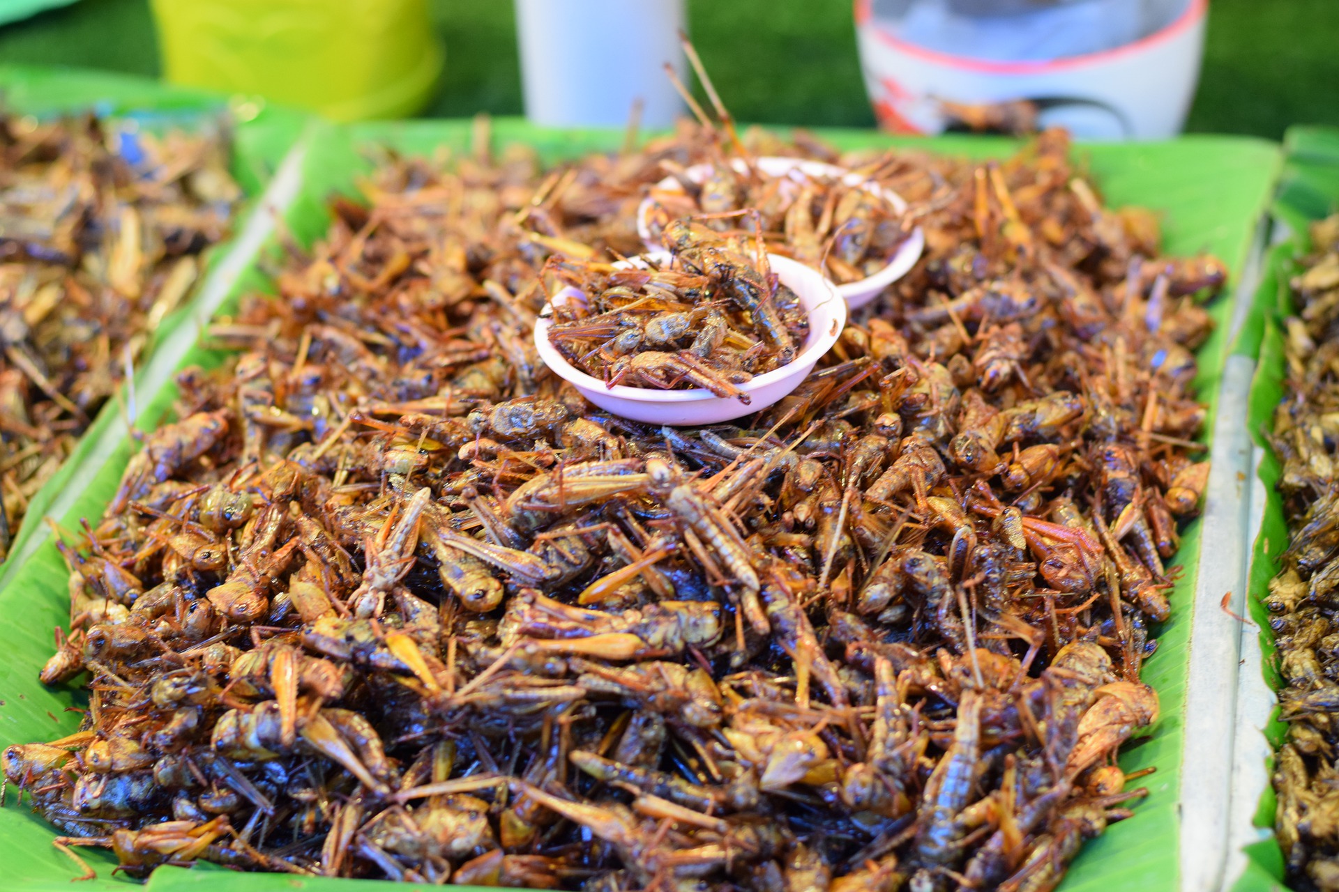 what eating insects good for